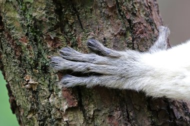 Taç Sifaka el