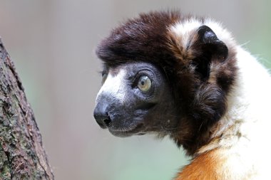 Vahşi taç Sifaka