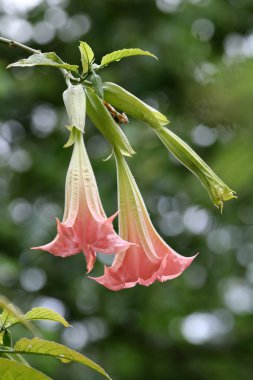 Pembe Datura çiçekler