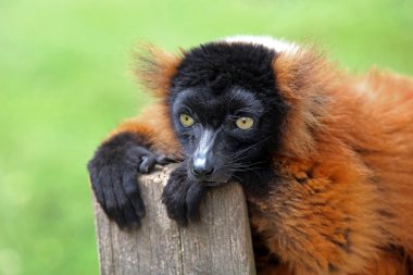 Red lemur on wooden log clipart