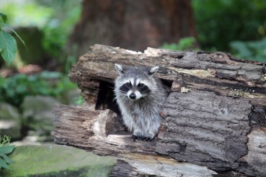 Grey Cute Raccoon clipart