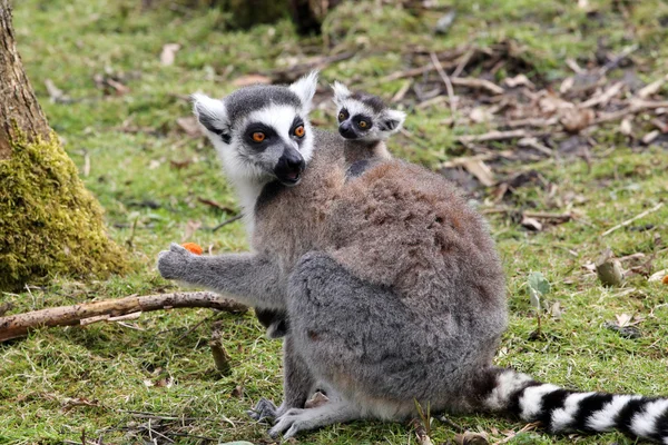 Ring-tailed lemur with baby — Stock Photo, Image