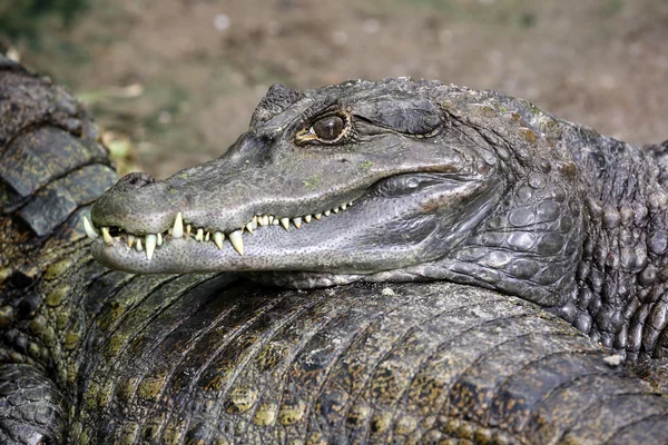 Crocodile near water — Stock Photo, Image