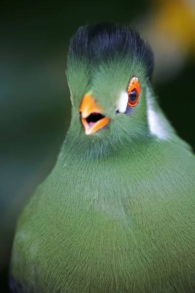 Green Guinea turaco bird — Stock Photo, Image