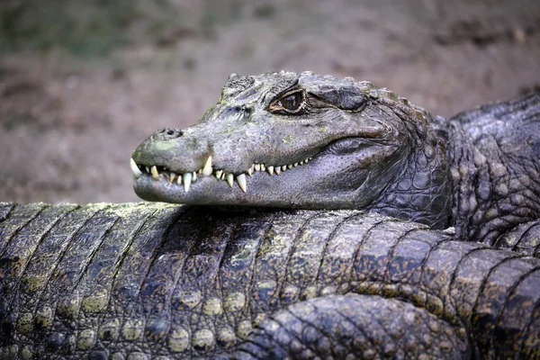 Крокодил у воды — стоковое фото