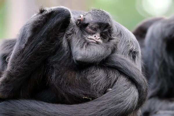 Spinnenaffenbaby — Stockfoto