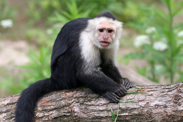 Capuchin monkey on wooden log — Stock Photo, Image