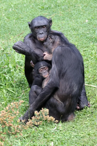 Familia Bonobo sobre hierba — Foto de Stock