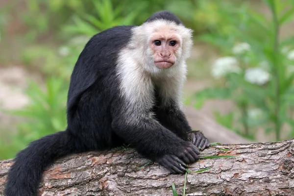 Capuchin maymunu ahşap oturum — Stok fotoğraf