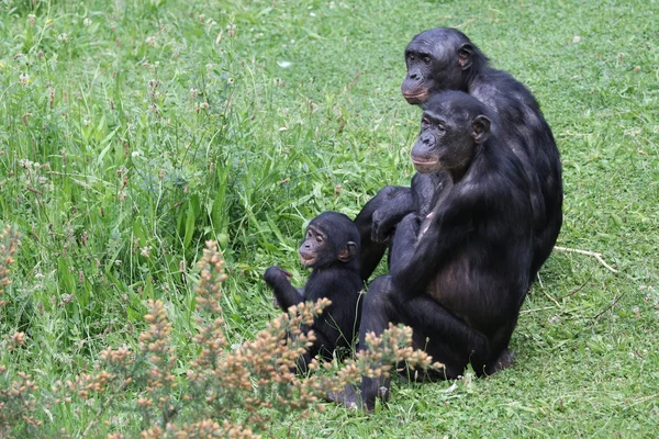 Família Bonobo na grama — Fotografia de Stock