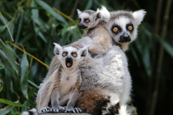 Ring-tailed lemurs — Stock Photo, Image