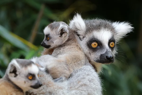 Ring-tailed lemurs — Stock Photo, Image