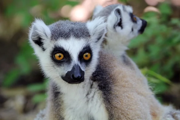 Ring-tailed lemurs — Stock Photo, Image