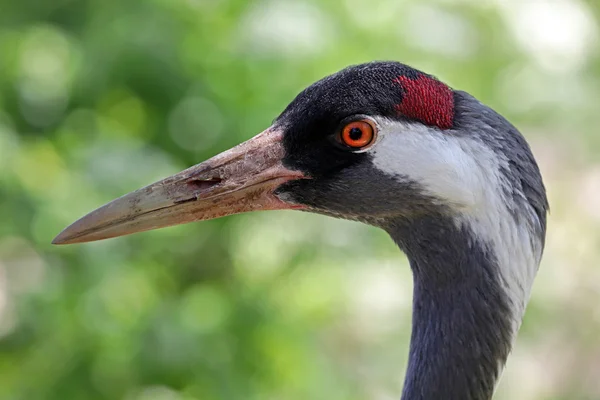 Divoký jeřáb ptačí — Stock fotografie