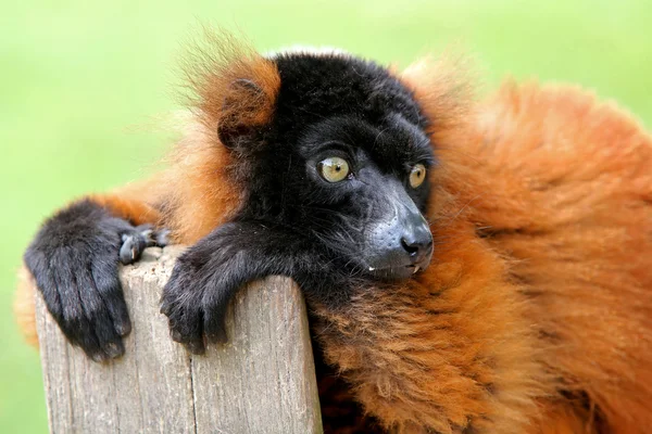 Röd lemur på trä Stock — Stockfoto