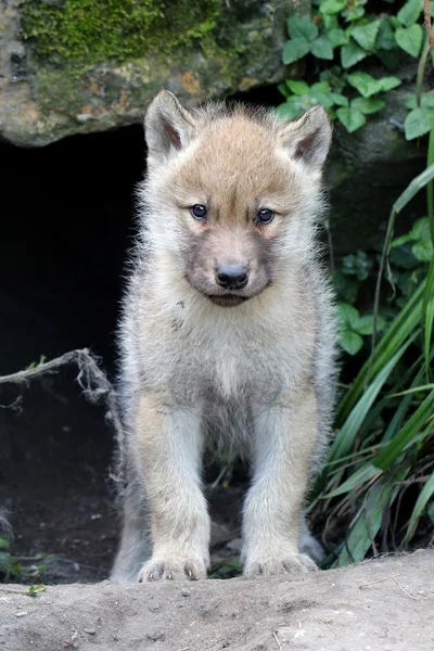 Jovem lobo no chão — Fotografia de Stock