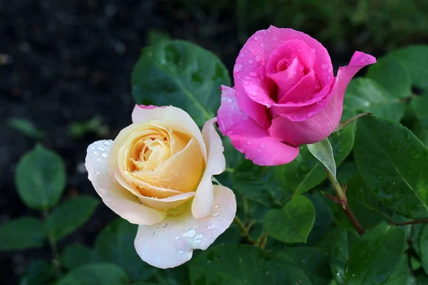 White and Pink Wet Roses — Stock Photo, Image