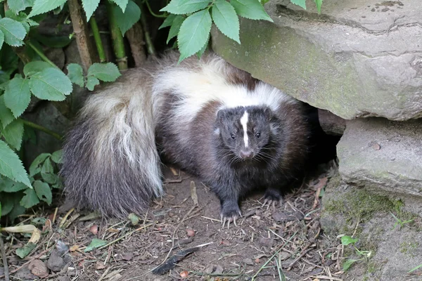 Skunk in fauna selvatica prenotazione — Foto Stock