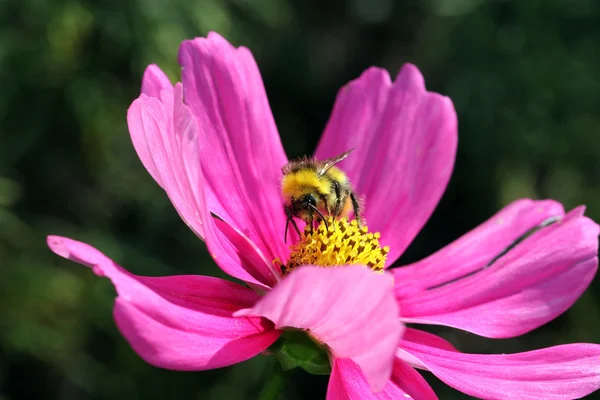 Bumblebee on pink flower — Stock Photo, Image