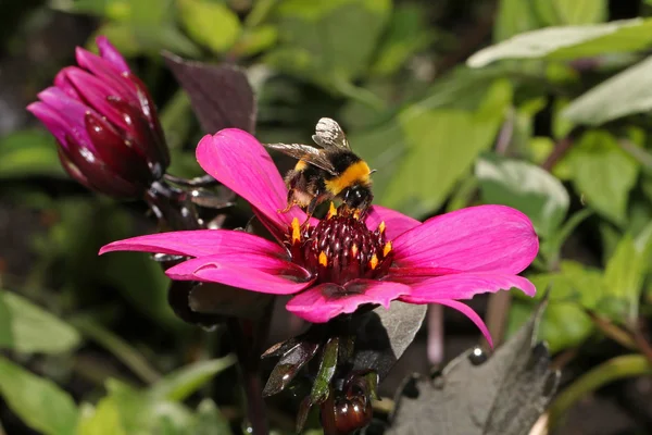 Bumblebee su fiore rosa — Foto Stock