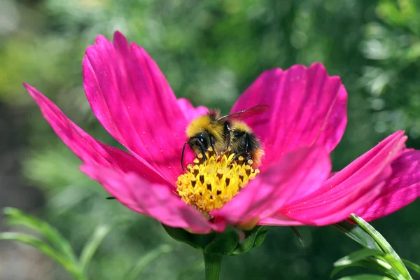 Hummel auf rosa Blume — Stockfoto