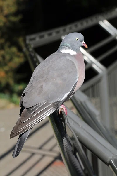 Ringeltaubenvogel am Zaun — Stockfoto