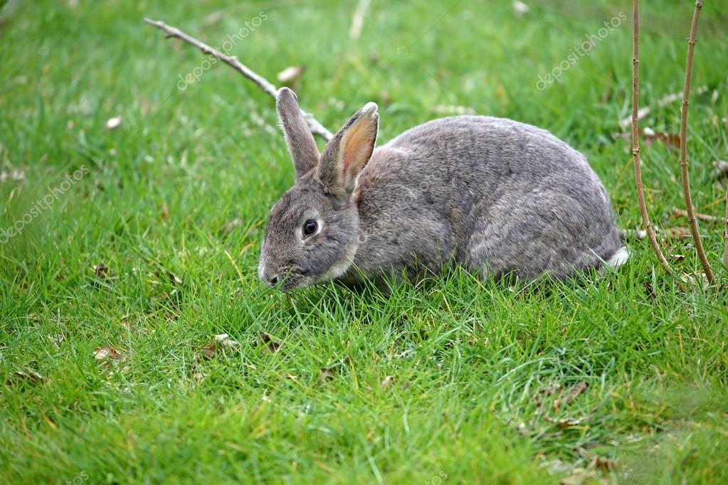 Mignon lapin brun sur fond d'herbe verte image libre de droit par