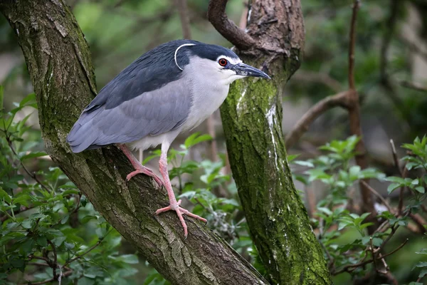 Black-crowned night heron — Stock Photo, Image