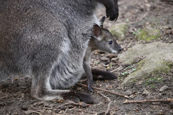 Wallaby mor med baby — Stockfoto