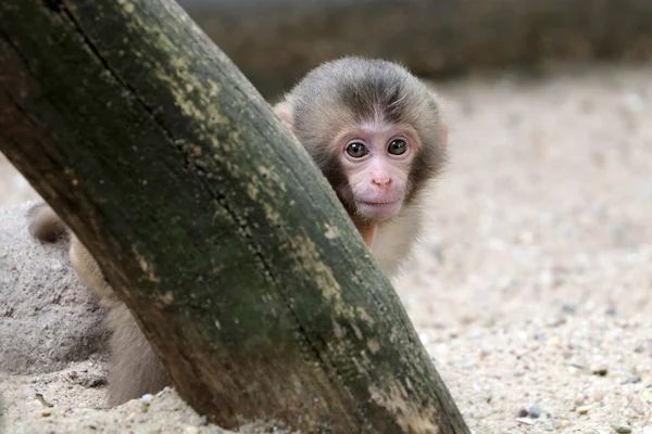 Macaco giapponese bambino — Foto Stock
