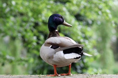 Güzellik kahverengi yeşilbaş 