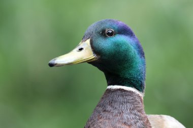 Güzellik yeşilbaş ördek 