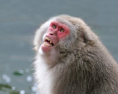 Açık ağız ile Japon maymun