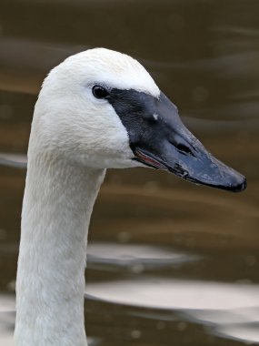 Beyaz trumpeter swan