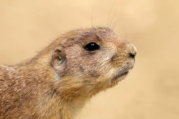 Cão de pradaria bonito — Fotografia de Stock