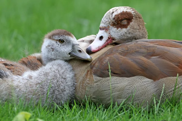 Cute ducks on grass — Stock Photo, Image