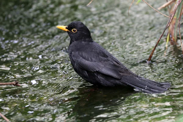 Schwarzer Vogel im Wasser — Stockfoto