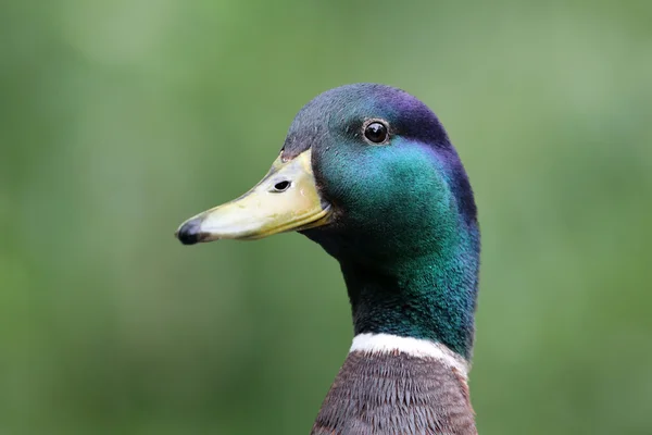 Skönhet gräsand — Stockfoto