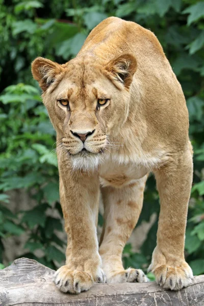 Niedliche Löwin auf Stein — Stockfoto