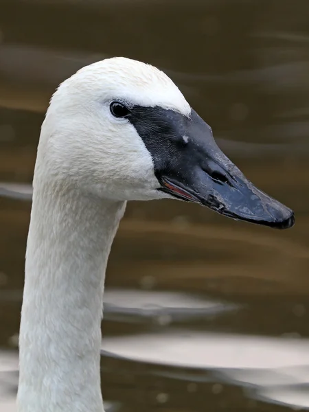 Vit trumpetaren swan — Stockfoto