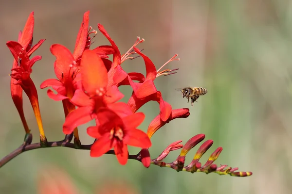 Flying bee with red flower — Stock Photo, Image