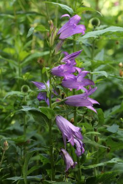 Mor çan çiçeği çiçek