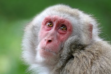 Sevimli Japon maymun 