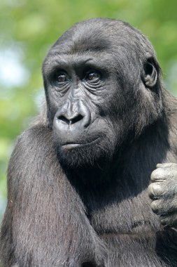 Erkek goril maymunu 