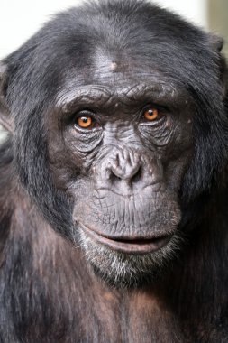 Male Chimpanzee monkey  clipart