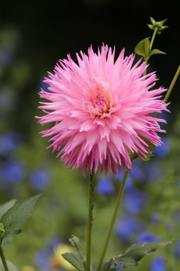 Dahlia Pembe çiçek