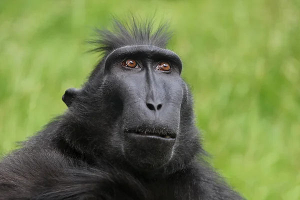 Macaco Crested raro — Fotografia de Stock