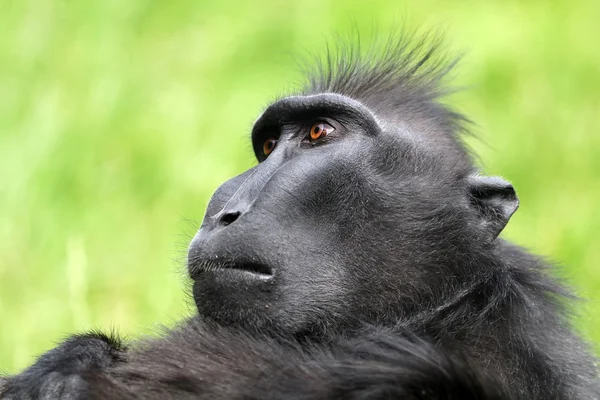 드문 볏된 원숭이 — 스톡 사진