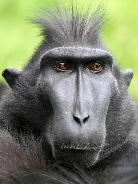 Rare Crested monkey — Stock Photo, Image