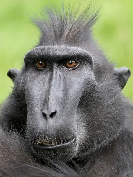 Sällsynta Crested apa — Stockfoto